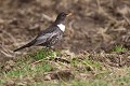 Merle à plastron mâle (Turdus torquatus, en périphérie Zwiesel en Basse-Bavière, Allemagne) Merle à plastron mâle 