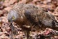 La bondrée apivore (Pernis apivorus) n'hésite pas en cas de pénurie d'insectes à se rabattre sur de jeunes oiseaux pour se nourrir (Bavière, Allemagne). La bondrée apivore et sa proie 