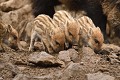 Fratrie de petits sangliers (Sus scrofa). Fratrie de petits sangliers, marcassins 
