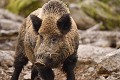 Un costaud : Sanglier mâle (Sus scrofa, Bavière en Allemagne). Sanglier 