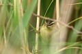 Phragmite des joncs construisant son nid (Acrocephalus schoenobaenus). Phragmite des joncs construisant son nid 
