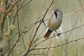 Panure à moustache mâle (Panurus biarmicus, Finistère, France). Panure à moustache mâle 