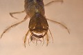 Scène de prédation : Larve de dytique bordé (Dytiscus marginalis) ayant capturé une aselle d'eau douce (Asellus aquaticus, Bretagne, France) prédation larve de dytique bordé 