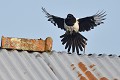 Pie bavarde (pica pica) à l'atterrissage sur un toit de bâtiment agricole. Pie bavarde en vol 