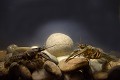 Les écrevisses américaines se déplacent essentiellement la nuit (Faxanius limosus). écrevisses américaines la nuit 