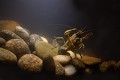 L'écrevisse américaine se déplace essentiellement la nuit (Faxanius limosus). écrevisse américaine la nuit 