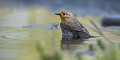 Rouge-gorge familier (Erithacus rubecula) au bain (Bretagne, France). Rouge-gorge familier au bain 