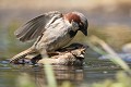Accouplement de moineaux domestique dans l'eau (Côtes d'Armor, France). Accouplement de moineaux domestique dans l'eau 