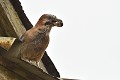 Geai des chênes (Garrulus glandarius) tenant dans son bec un petit-gris (Helix aspersa aspersa, Bretagne, France). Geai des chênes et petit-gris 