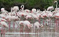 Colonie de Flamands roses (Camargue, France). colonie de flamants roses 