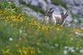 Jeune bouquetin et sa mère sur un flanc de montagne (Capra hircus ibex, Alpes, France) Jeune bouquetin et sa mère 