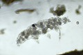 Après avoir mué, la femelle tardigrade pond dans son exuvie, et parfois les œufs se font dévorer par une colonie de Tetrahymena pyriformis. Bouillonnant de vie, ces ciliés se percutent sans cesse et sortent, lorsque leur repas est terminé, par les orifices naturels de l'exuvie, l'anus ou la bouche. Un véritable spectacle dans l'infiniment petit (Bretagne, France). Tetrahymena pyriformis dans exuvie 