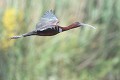 Ibis falcinelle adulte (Plegadis falcinellus). Ibis falcinelle en vol 