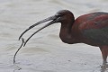 Ibis falcinelle qui attrape un vers (Plegadis falcinellus, Camargue, France). Ibis falcinelle qui attrape un vers 