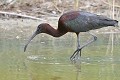 Ibis falcinelle adulte recherchant sa nourriture (Plegadis falcinellus). Ibis falcinelle adulte recherchant sa nourriture 