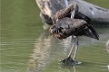 Ibis falcinelle adulte qui fait sa toilette (Plegadis falcinellus). Ibis falcinelle qui fait sa toilette 