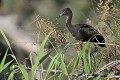 Ibis falcinelle juvénile dans des branchages (Plegadis falcinellus, Camargue, France). Ibis falcinelle juvénile 