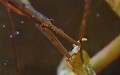 Ranatre (Ranatra linearis) et ses passagers clandestins (larves du genre Hydrachna) bien installés sur son profémur gauche (Ranatra linearis). ranatre parasité 