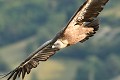 Vautour fauve en vol plané (Gyps fulvus). Vautour fauve en vol plané 