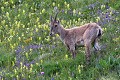Bouquetin femelle broutant des fleurs (Capra hircus ibex) Bouquetin femelle broutant des fleurs 