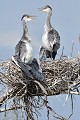 Hérons cendrés juvéniles au nid sous une chaleur accablante (Ardea cinerea, Camargue, France). Hérons cendrés au nid 