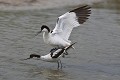 Accouplement d'avocettes élégantes (Recurvirostra avosetta). Accouplement d'avocettes élégantes 