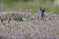 Paon bleu mâle allongé dans un parc animalier de sauvetages (Pavo cristatus). Paon bleu allongé  dans les fleurs 