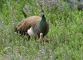 Paon bleu femelle et son petit dans un parc animalier de sauvetages (Pavo cristatus, Poitou-Charentes, France). Paon bleu femelle et son petit 