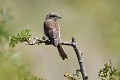 Toute jeune pie-grièche écorcheur (Lanius collurio, Poitou-Charentes, France) jeune pie-grièche écorcheur 