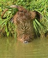 Ragondin dans une posture cocasse ( Myocastor coypus ). Ragondin dans une posture cocasse 