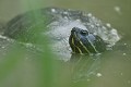 Grosse tortue de floride retournée à l'état sauvage (Trachemys scripta elegans). Grosse tortue de Floride 