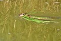 Rat musqué (Ondatra zibethicus) transportant des herbes pour sa litière (Vendée, France). rat musqué 