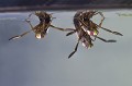 Notonectes glauques stationnant juste sous la surface de l'eau. Notonectes glauques 