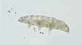 Un gros tardigrade microscopique en prospection. gros tardigrade 