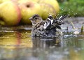 Pinson des arbres femelle au bain (Fringilla coelebs). Pinson des arbres au bain 