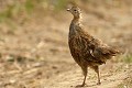 La pauvre Perdrix grise (Perdix perdix) existe encore en liberté de façon ponctuelle, selon les lâchés, uniquement parce qu'elle est chassable. Aujourd'hui, c'est pathétique à dire, mais sans ces remises en liberté, l'espèce serait éteinte. Saviez-vous que des Perdrix peuvent être placées dans de petites cages grillagées afin de servir d'appelants ? En fin de période de chasse, certaines sont purement et simplement condamnées à une longue agonie, dans ces mouroirs, sans eau ni nourriture ...dans l'indifférence totale. Je suis tombé sur une de ces petites prisons, en périphérie d'un petit bois en centre Bretagne. La cage portait le n°26 et contenait 3 petits êtres desséchés...L'enfer n'existe pas pour les animaux, ils y sont déjà (Victor Hugo) perdrix grise femelle 