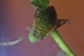Une naucore à l'affût (Ilyocoris cimicoides). Une naucore à l'affût 