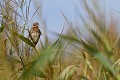 Bruant des roseaux (Emberiza schoeniclus). Bruant des roseaux en Bretagne 
