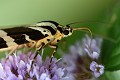 Écaille chinée (Euplagia quadripunctaria) qui butine. Écaille chinée qui butine. 