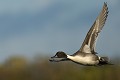 Canard pilet mâle (Anas acuta). Canard pilet mâle en vol 