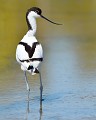 Avocette élégante Avocette élégante 