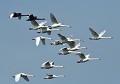 Groupe de cygnes tuberculés accompagné par un couple de cygnes noirs. Groupe de cygnes tuberculés accompagné par un couple de cygnes noirs. 