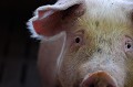 Mes ancêtres sauvages ont été domestiqués pour leur consommation il y a des milliers d’années et paradoxalement, dans quelques décennies, mes descendants, génétiquement modifiés et les autres animaux domestiques d’élevages représenteront tout ce qui restera de la biodiversité (truie Large White : Sus scrofa domesticus, Bretagne). truie large white en Bretagne 