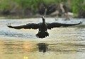 Grand cormoran (Saxe, Allemagne) Grand cormoran en vol, saxe, allemagne 