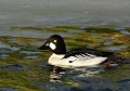 Garrot à œil d'or mâle (Bucephala clangula, Saxe, Allemagne) Garrot à œil d'or mâle, Saxe, Allemagne 