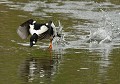 Garrot à œil d'or mâle (Bucephala clangula, Saxe, Allemagne) Garrot à œil d'or mâle au décollage,  Saxe, Allemagne 