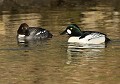 Couple de Garrots à œil d'or mâle (Bucephala clangula, Saxe, Allemagne) Couple de Garrots à œil d'or mâle, Saxe, Allemagne 