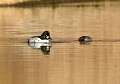 Lorsque la femelle du Garrot à oeil d'or est prète à s'accoupler, elle étend son cou et son bec à la surface de l'eau (Bucephala clangula, Saxe, Allemagne) Parade d'accouplement du Garrot à œil d'or, Saxe, Allemagne 