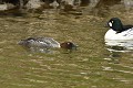 Lorsque la femelle du Garrot à oeil d'or est prète à s'accoupler, elle étend son cou et son bec à la surface de l'eau (Bucephala clangula, Saxe, Allemagne) Parade amoureuse du Garrot à oeil d'or, Saxe, Allemagne. 