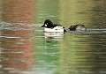 Lorsque la femelle du Garrot à oeil d'or est prète à s'accoupler, elle étend son cou et son bec à la surface de l'eau (Bucephala clangula, Saxe, Allemagne) Garrots à oeil d'or 